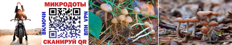Псилоцибиновые грибы Psilocybine cubensis Чишмы